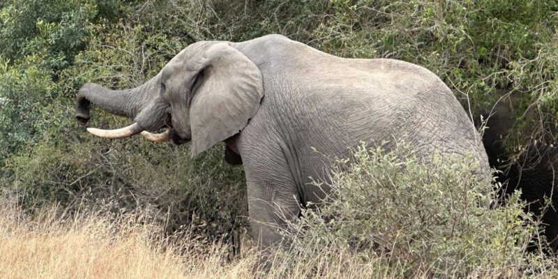 Aquila Safari Game Reserve Sunset Tour - Itinerary Details