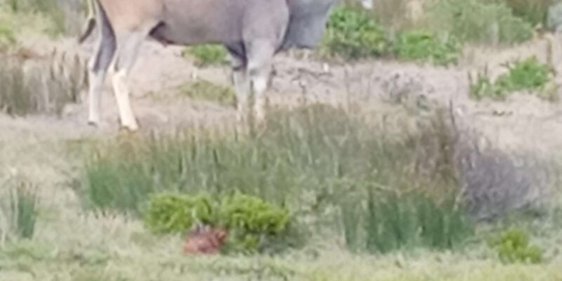 Aquila Safari Game Reserve Sunset Tour - Scenic Views and Tastings