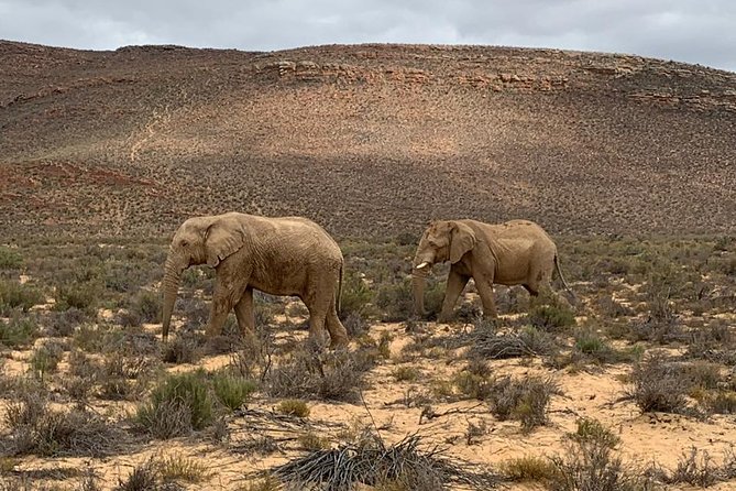 Aquilla BIG5 Private Safari Cape Town - What to Expect