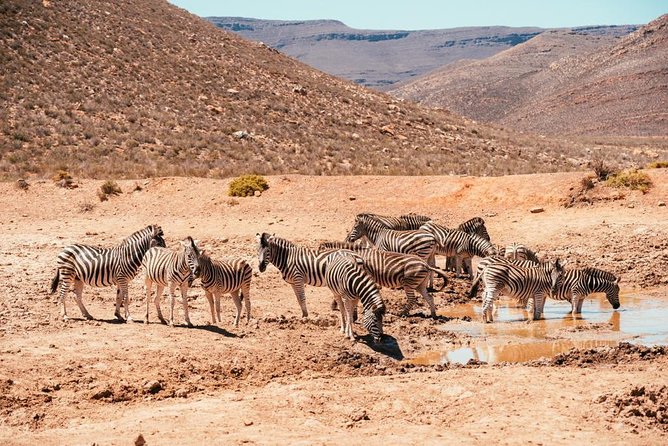 Aquilla BIG5 Private Safari Cape Town - FAQs