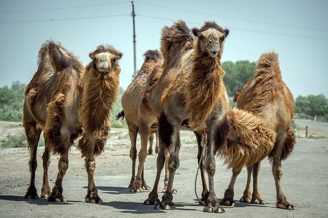 Aral Sea - Lost Paradise - The Aral Seas Cultural Influence