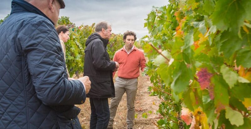 Aranda De Duero: Martín Berdugo Winery - Tour and Tasting - Tour Overview