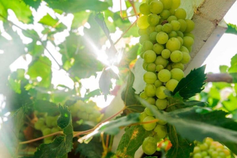 Aranda De Duero: Tour of Underground Cellar and Wine Museum - Booking Information