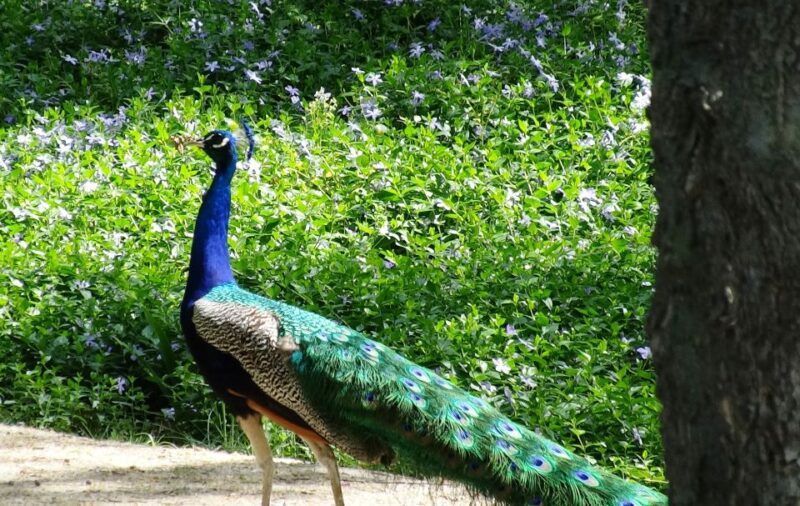 Aranjuez: Garden of The Prince Entry Ticket and Guided Tour - Experience Highlights