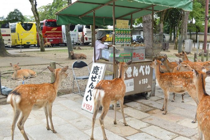 Arashiyama & Yasaka Shrine & Nara & Todaiji Day Trip From Osaka - Additional Information