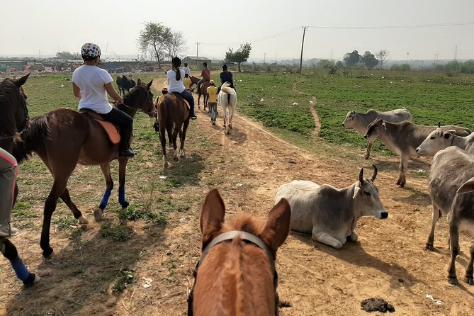 Aravali Trail Experience( Jungle Safari Forest Area)- Horseback Riding - What to Expect During the Lesson
