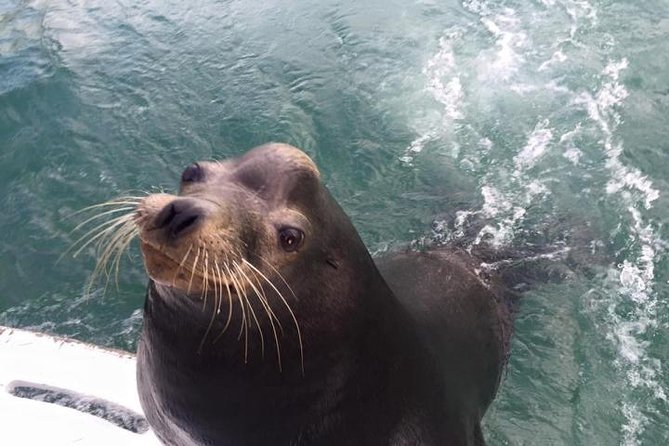 Arch Tour With Amazing Captain in Cabo San Lucas - Relax and Swim