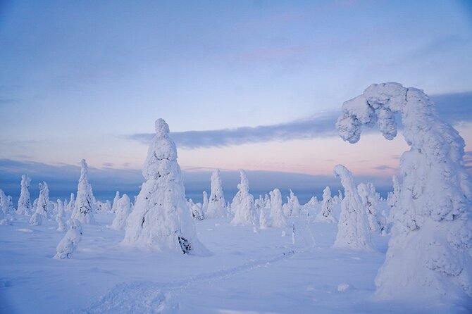 Arctic Adventure Through Magical Frozen Forests of Riisitunturi - Reviews From Previous Participants