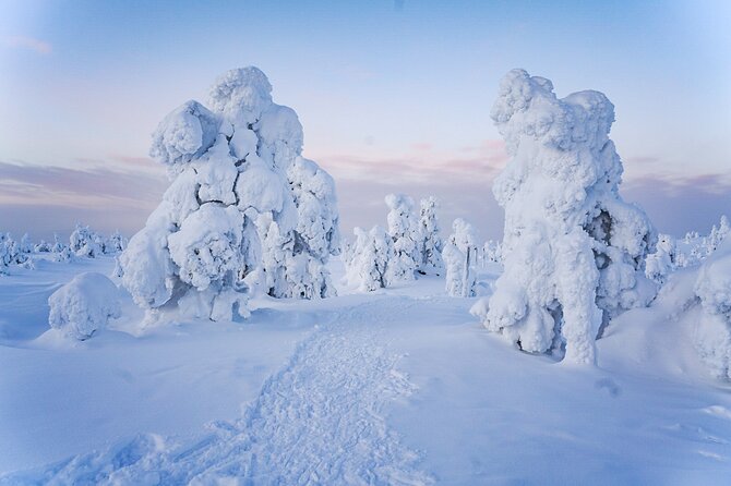 Arctic Adventure Through Magical Frozen Forests of Riisitunturi - Booking and Cancellation Information