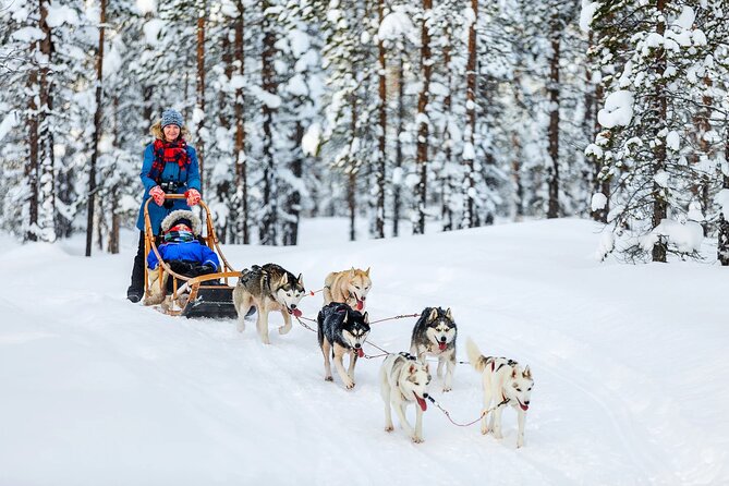Arctic Animal Day Trip With Husky Farm, Reindeer Farm and Wildlife Park Visit - Key Points