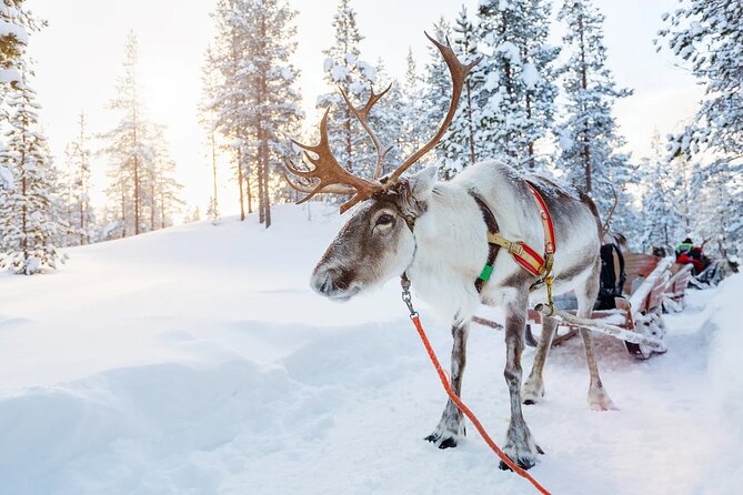 Arctic Animal Day Trip With Husky Farm, Reindeer Farm and Wildlife Park Visit - Cancellation Policy