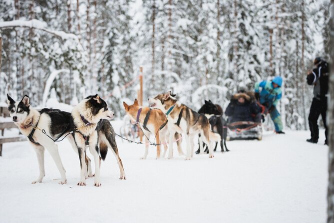 Arctic Circle Highlights Family Day By Minibus - Exploring Santa Claus Village