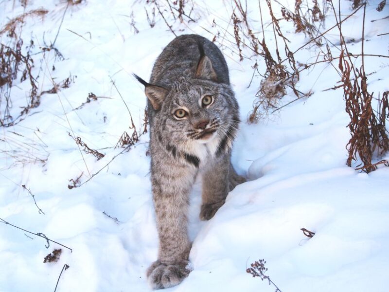 Arctic Day: Wildlife & Hot Springs | Half Day - Pricing and Duration