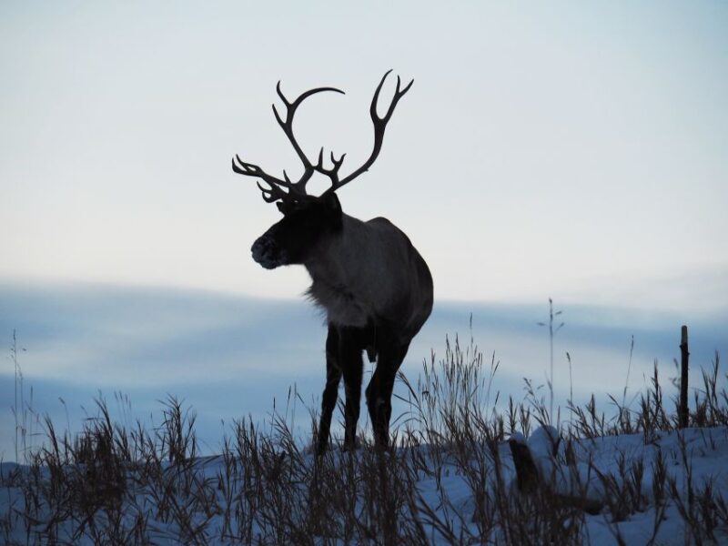Arctic Day: Wildlife & Hot Springs | Half Day - Itinerary and Activities