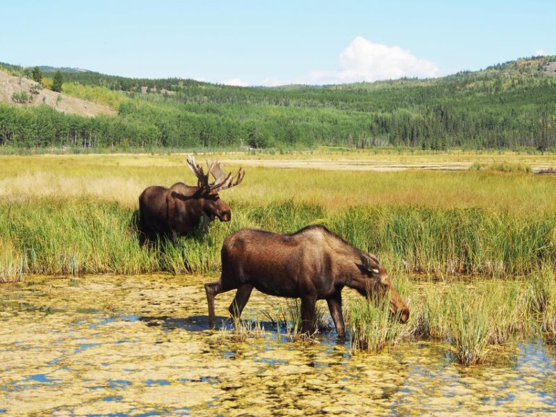 Arctic Day: Wildlife & Hot Springs | Half Day - Inclusions and Exclusions