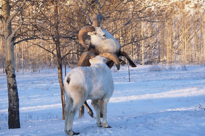 Arctic Day: Yukon Wildlife Half Day Viewing Tour - Exploring Arctic Landscapes