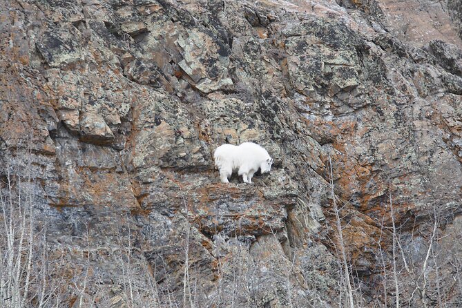 Arctic Day: Yukon Wildlife Half Day Viewing Tour - Discovering Native Species