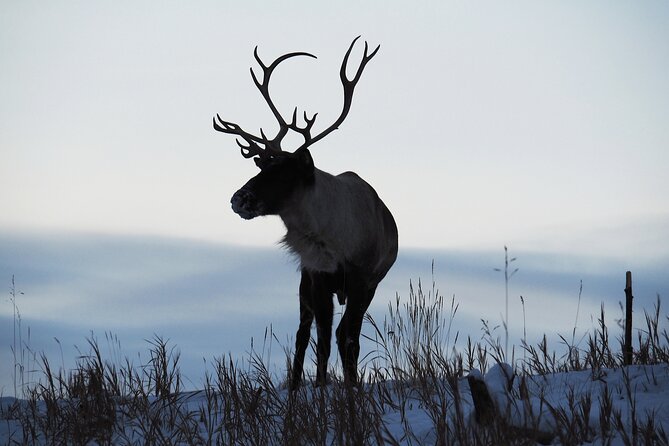 Arctic Day: Yukon Wildlife Half Day Viewing Tour - Tour Inclusions and Pricing