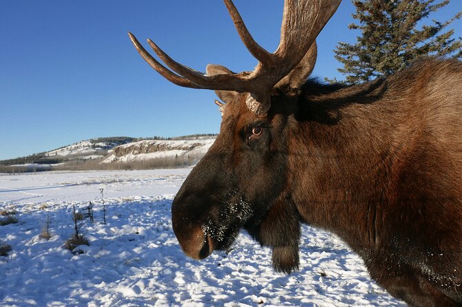 Arctic Day: Yukon Wildlife Half Day Viewing Tour - Meeting Point and Directions