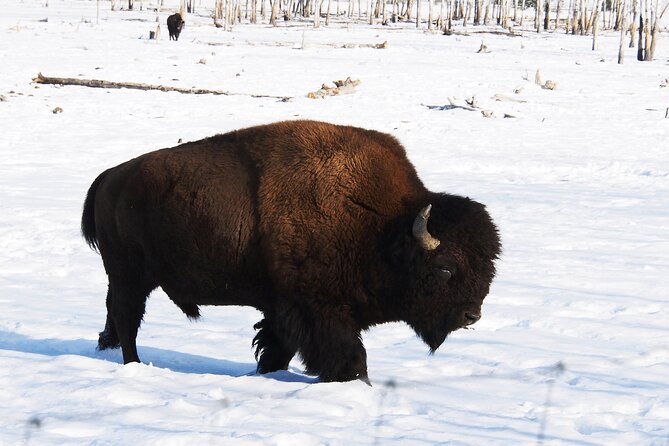 Arctic Day: Yukon Wildlife Half Day Viewing Tour - Guest Reviews