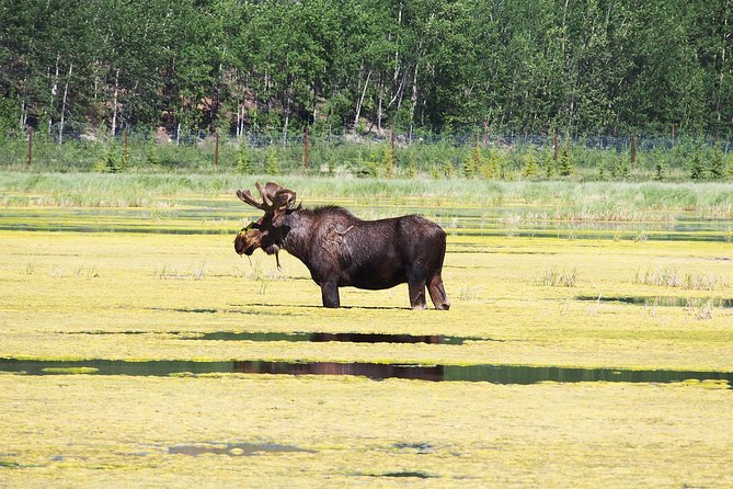 Arctic Day: Yukon Wildlife & Hot Springs Tour | Half Day - Wildlife Preserve Visit