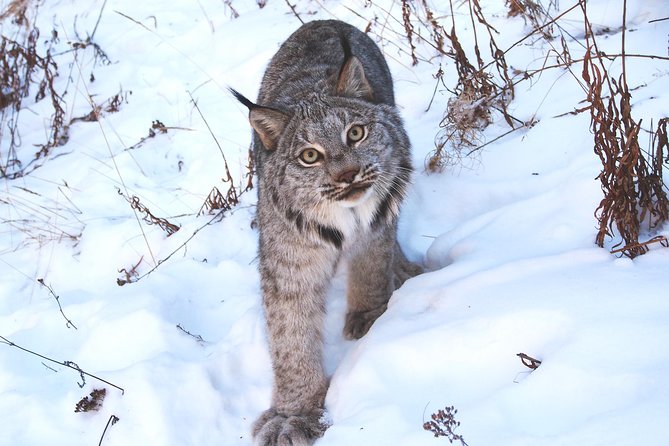 Arctic Day: Yukon Wildlife & Hot Springs Tour | Half Day - Takhini Hot Springs