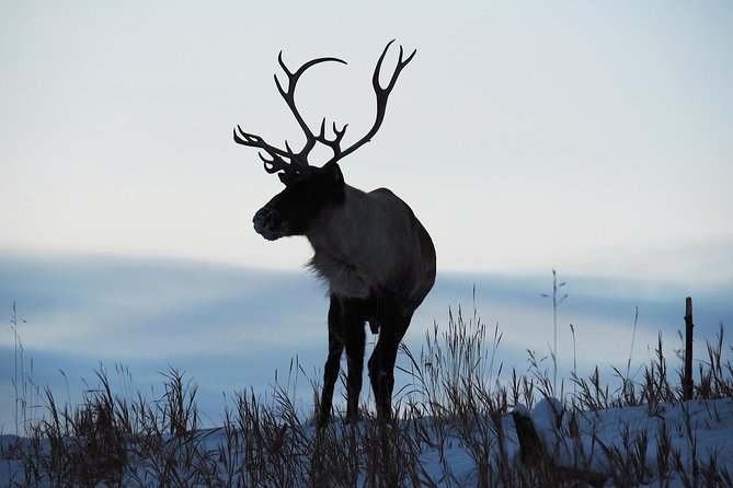 Arctic Day: Yukon Wildlife & Hot Springs Tour | Half Day - Inclusions and Logistics