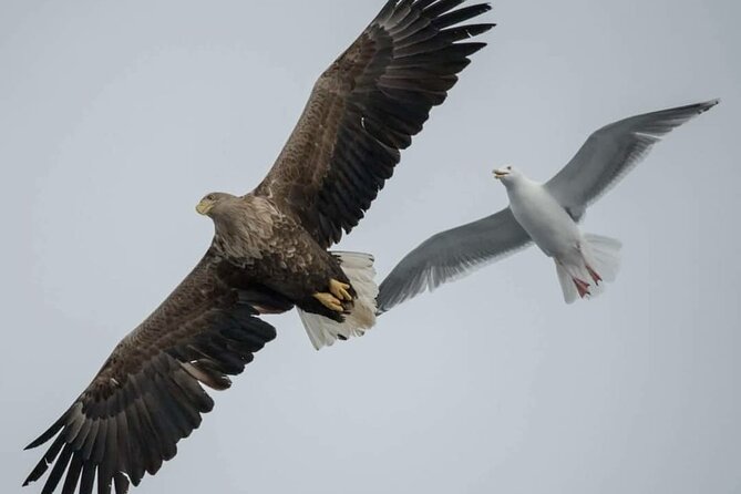 Arctic Fjordcruise & Safari in Tromso With Luxury Catamaran - Highlights of the Fjordcruise Experience