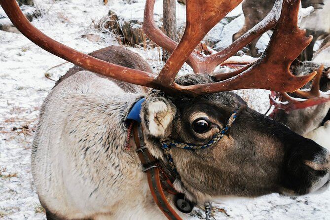 Arctic Huskies & Reindeers, Ice Fishing in Wildness - Thrilling Sleigh Rides Through the Wilderness