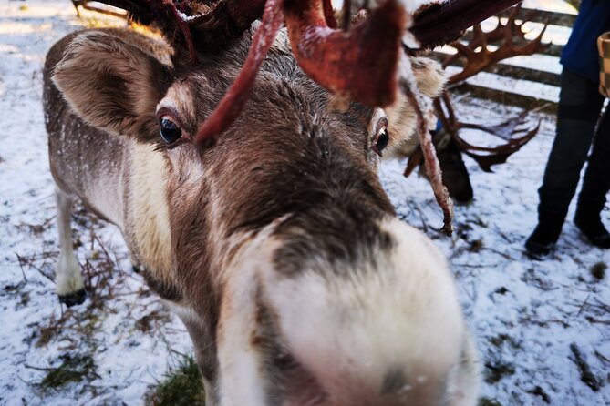 Arctic Huskies & Reindeers, Ice Fishing in Wildness - Comfortable Transportation and Personalized Service