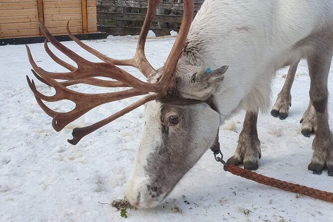 Arctic Huskies & Reindeers, Ice Fishing in Wildness - Meeting and Pickup Information