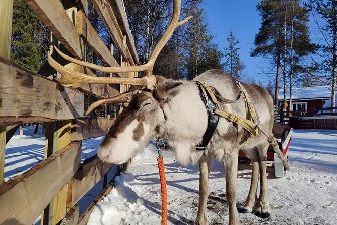 Arctic Huskies & Reindeers, Ice Fishing in Wildness - Additional Tour Details and Reviews