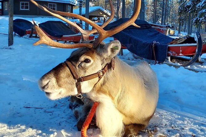 Arctic Huskies & Reindeers, Ice Fishing in Wildness - Preparing for the Arctic Adventure