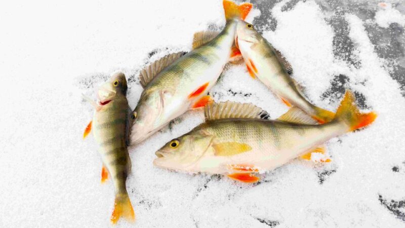 Arctic Ice Fishing by Snowshoe - Overview of the Activity