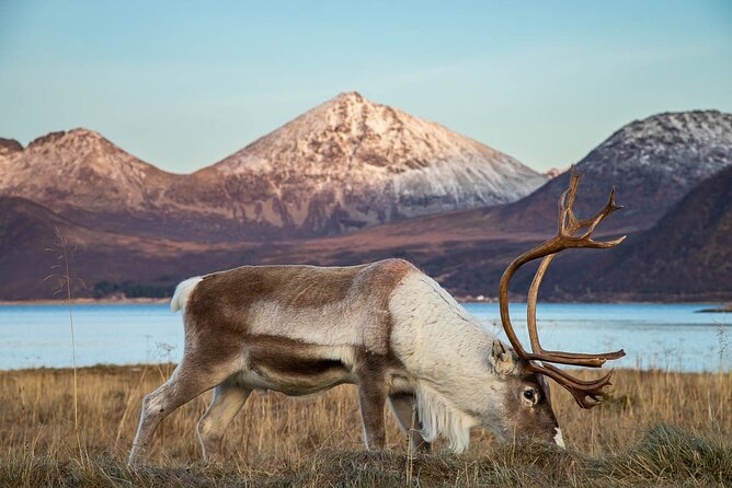 Arctic Landscapes Hiking Tour - Sightseeing & Snowshoeing, Tromsø - Participant Feedback
