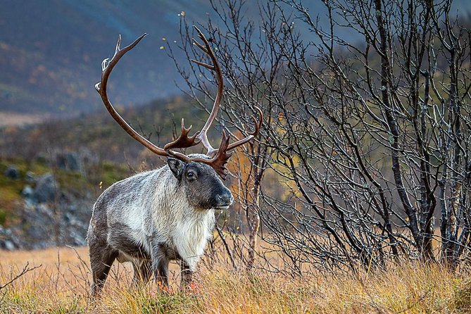 Arctic Nature Tour From Tromsø by Minibus - Inclusions and Exclusions