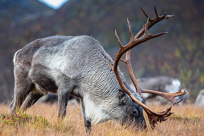 Arctic Nature Tour From Tromsø by Minibus - Safety Considerations