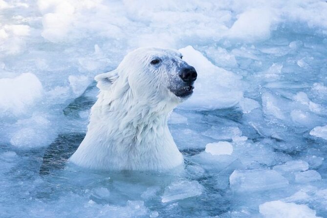 Arctic Polar Bear Adventure With Lunch in Rovaniemi! - Lunch Buffet and Souvenir Shopping
