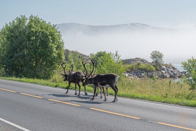 Arctic Roadtrip: Fjords With Scenic Picnic | Small Group 4x4 Van - Group Size