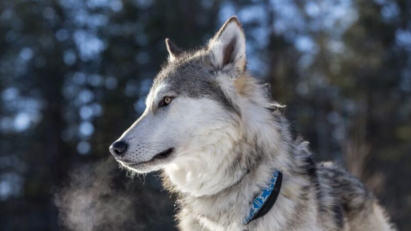 Arctic Wolf Extreme - Private Tour - Tour Overview and Pricing