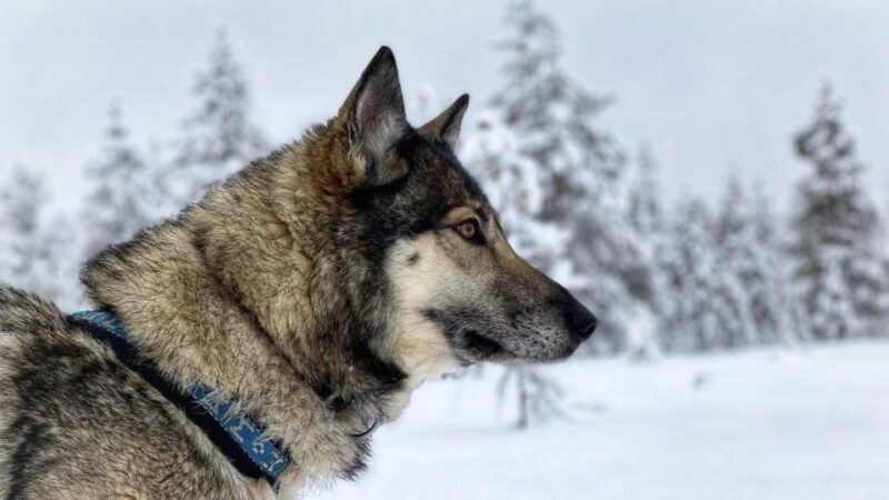 Arctic Wolf Extreme - Private Tour - Educational Component