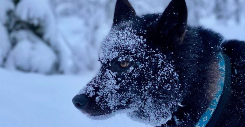 Arctic Wolf Extreme - Private Tour - Equipment and Amenities
