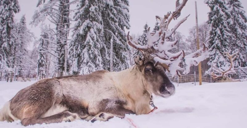 ARCTIC ZOO TRANSFER - Good To Know