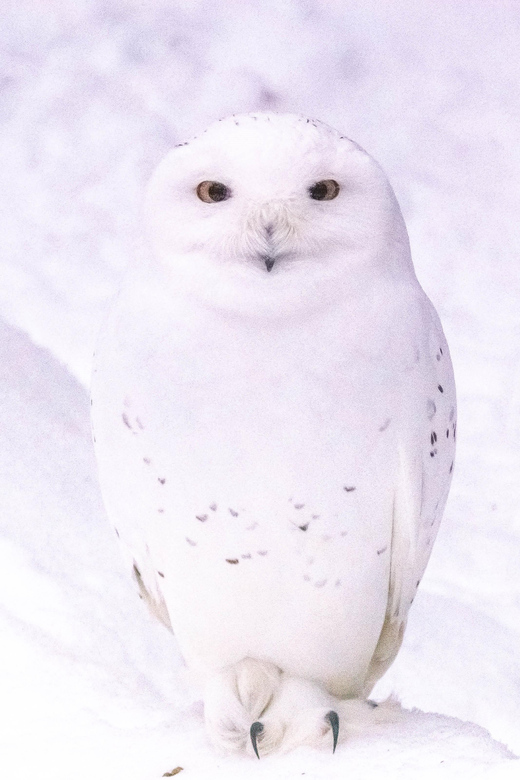 ARCTIC ZOO TRANSFER - Booking and Payment