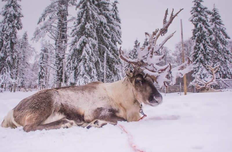 ARCTIC ZOO TRANSFER - Important Information