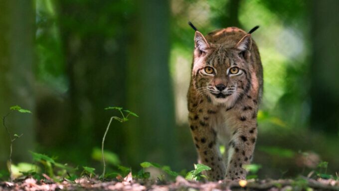 Ardennes: Caves of Han & Wildlife Park Bundle Entry Ticket - Frequently Asked Questions
