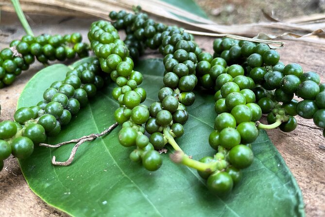 Areca Plantation Walk & Heritage Home Visit at Areca County - Inclusions and Amenities
