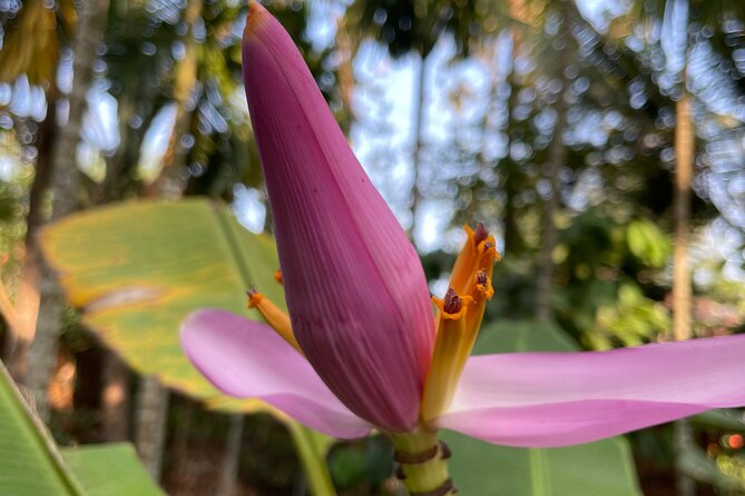 Areca Plantation Walk & Heritage Home Visit at Areca County - Accessibility and Conditions