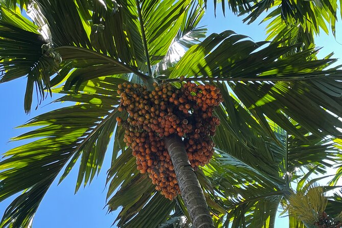 Areca Plantation Walk & Heritage Home Visit at Areca County - Location and Rating