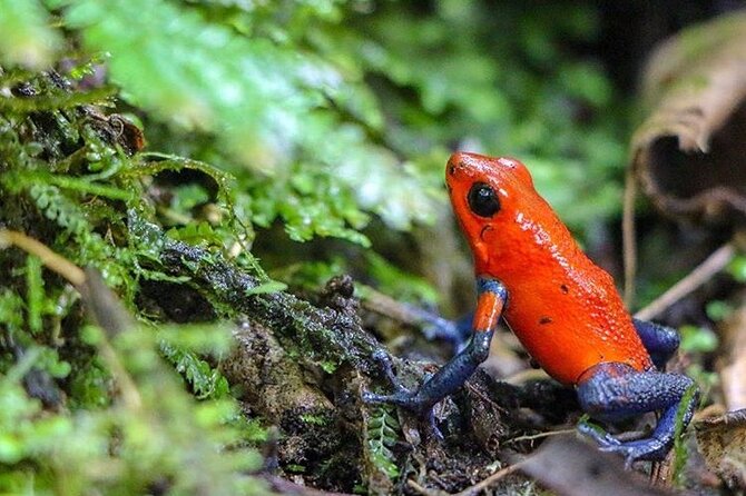 Arenal Full Day Tour - Highlights of the Tour
